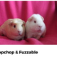 Image: Portland Guinea Pig Rescue